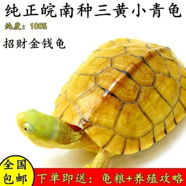 正宗金线龟纯种皖南种三黄小青碌