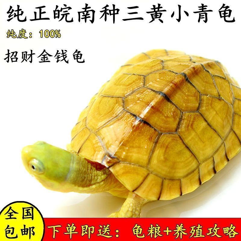 正宗金线龟纯种皖南种三黄小青碌