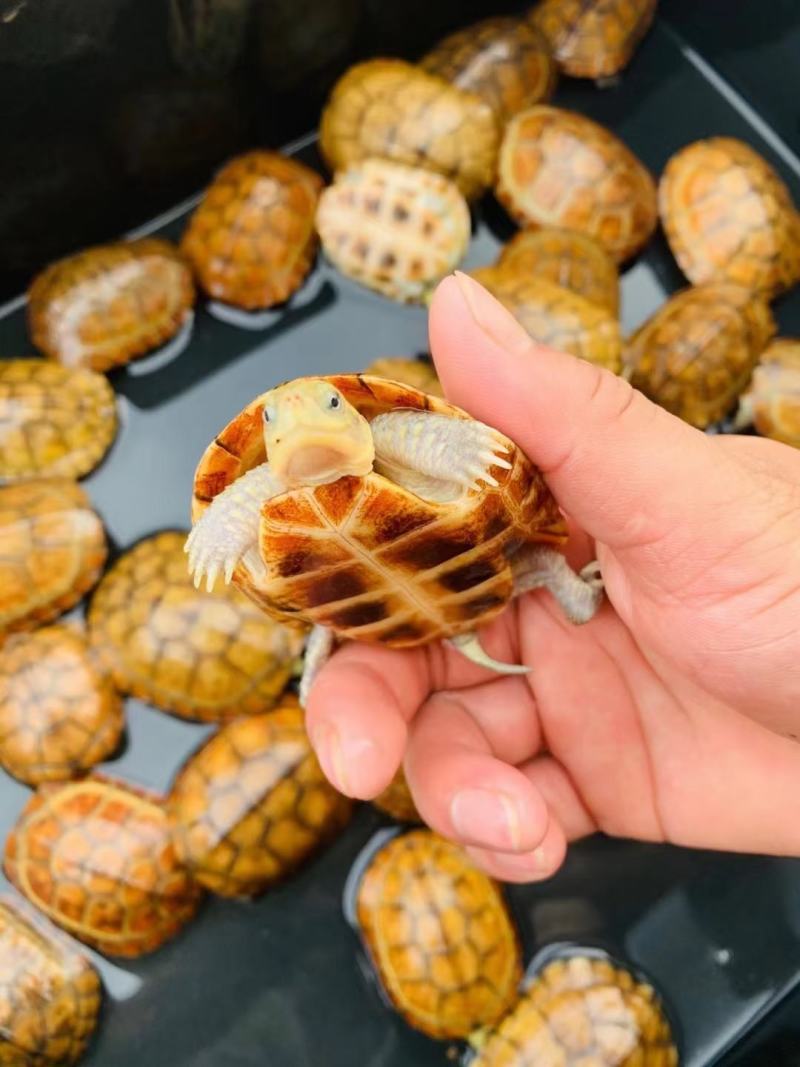 正宗金线龟纯种皖南种三黄小青碌