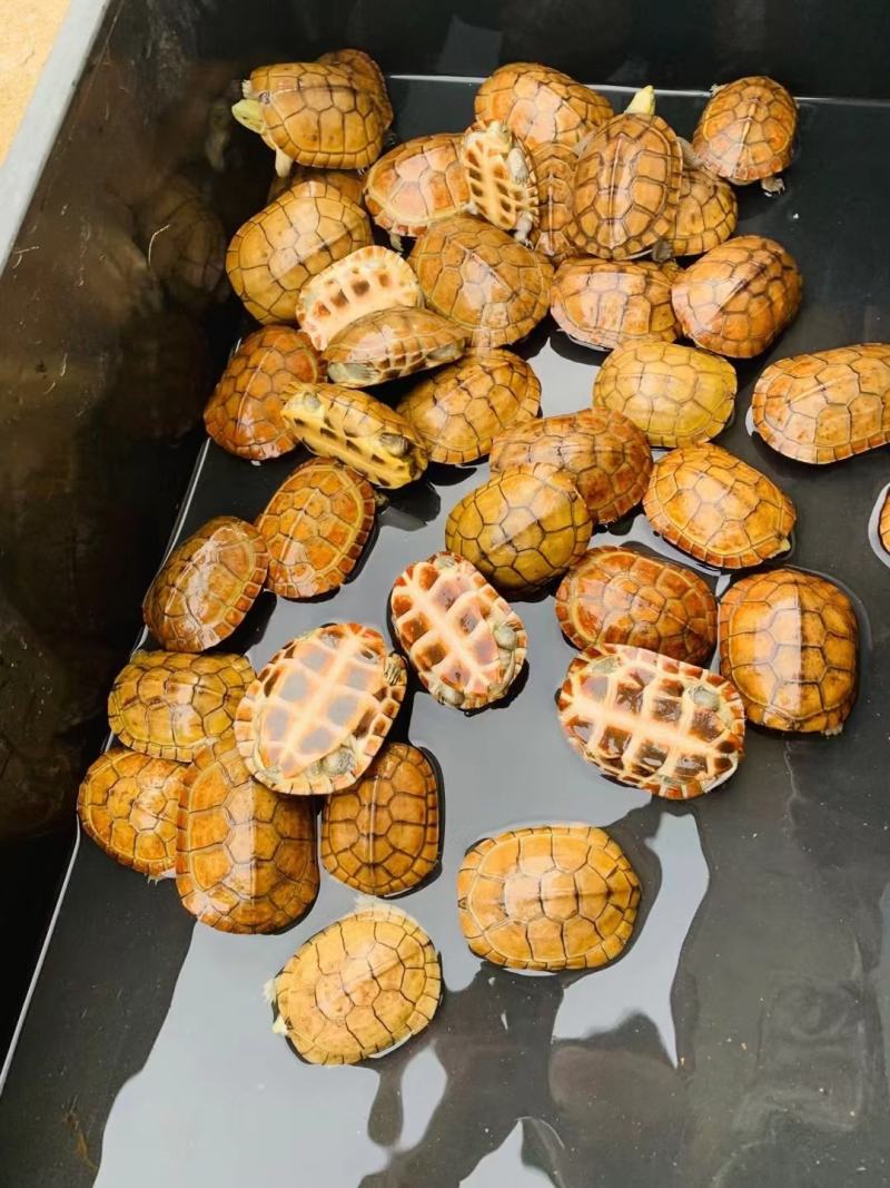 正宗金线龟纯种皖南种三黄小青碌