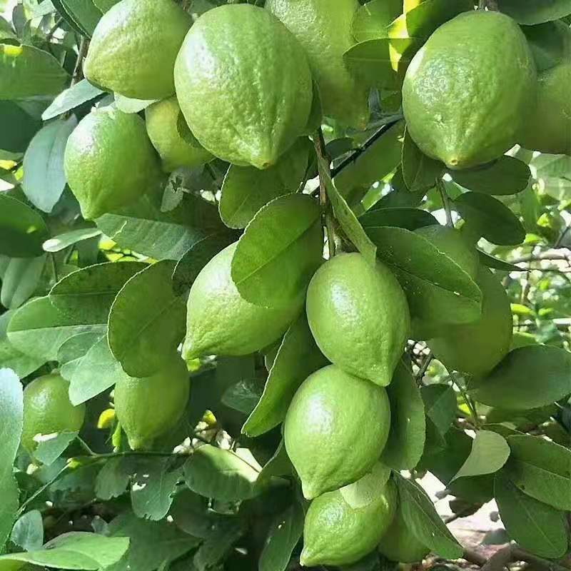 广东香水柠檬苗，杯苗，裸根苗都有苗，苗子非常靓-