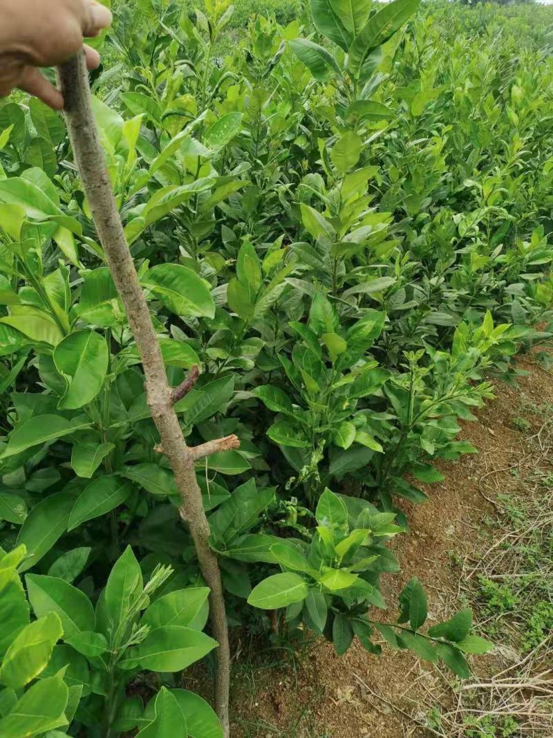 广东香水柠檬苗，杯苗，裸根苗都有苗，苗子非常靓-