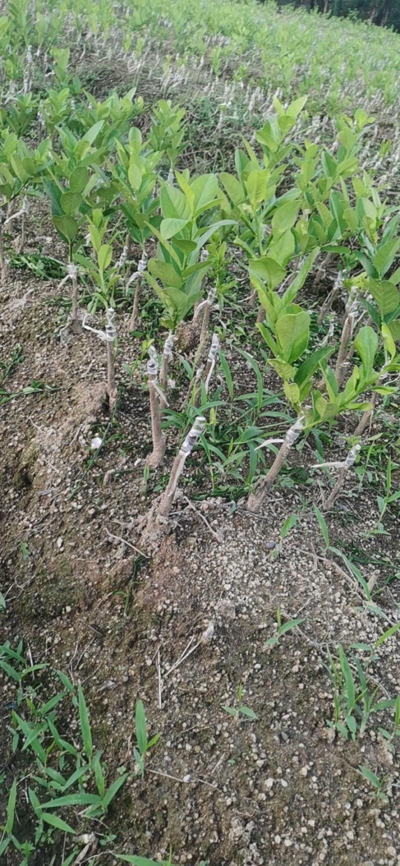 广东香水柠檬苗，杯苗，裸根苗都有苗，苗子非常靓-
