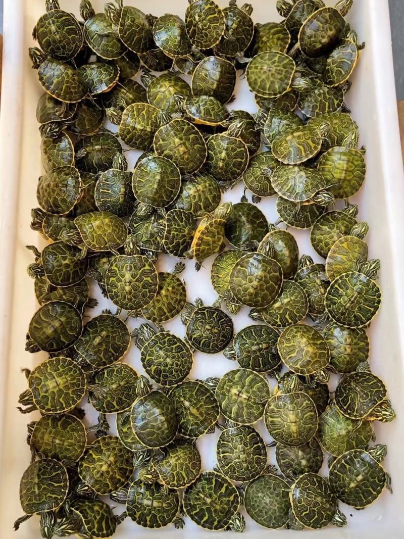 海南种火焰龟苗，红底纹路靓，健康全品，品种纯！