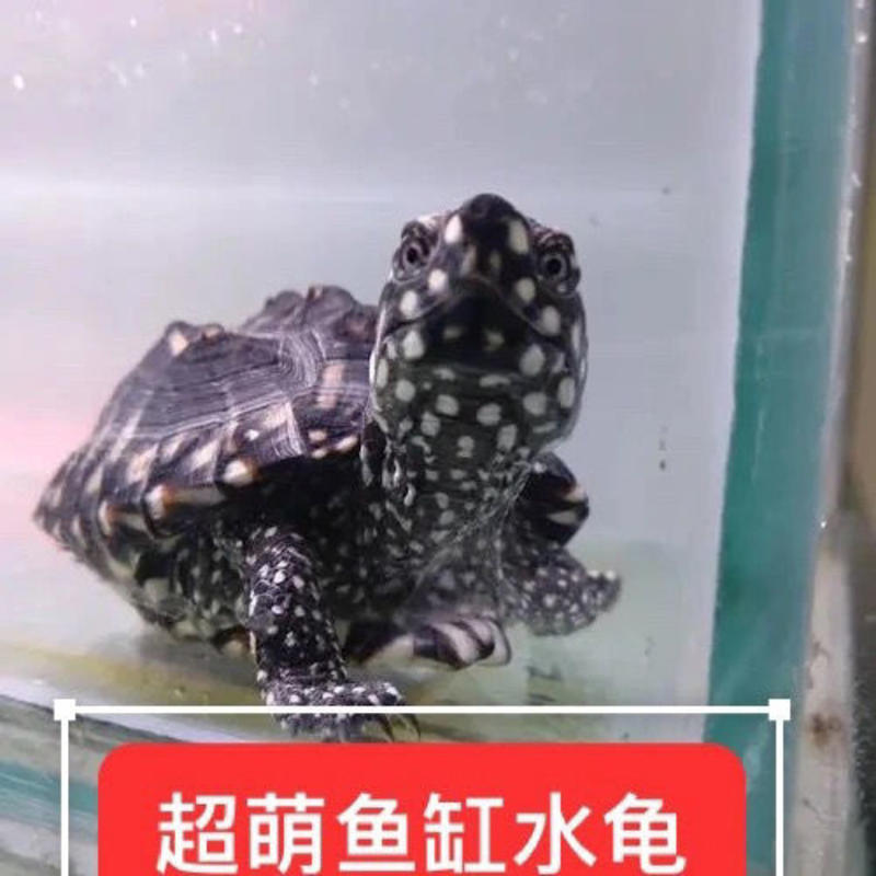 江门本地人工养殖场斑点龟苗，