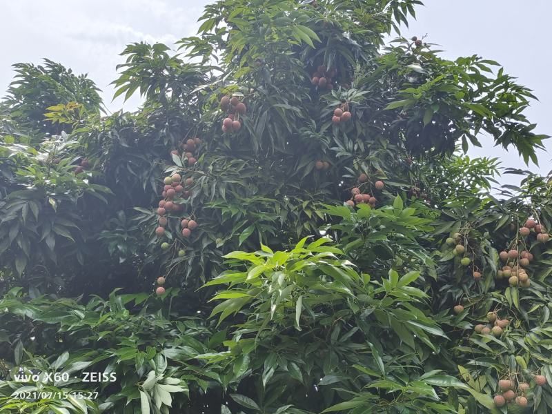 降沙兰开售了