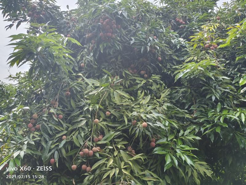 降沙兰开售了