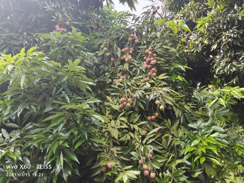 降沙兰开售了