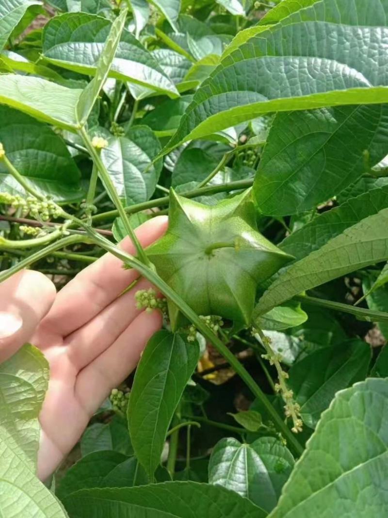 林木种子优质美藤果种子印加花生印奇果提供视频