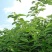 林木种子优质美藤果种子印加花生印奇果提供视频