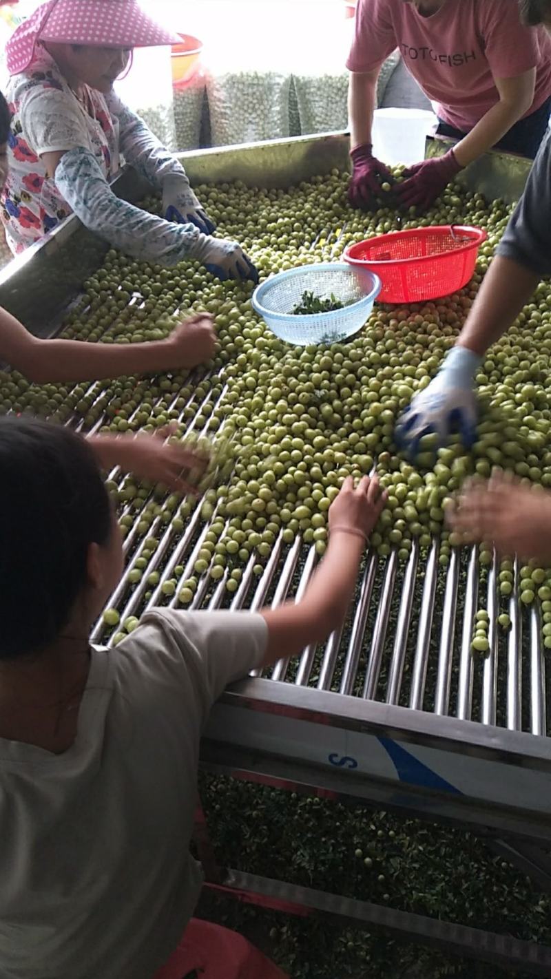 余甘果产地直供大量供应加工厂
