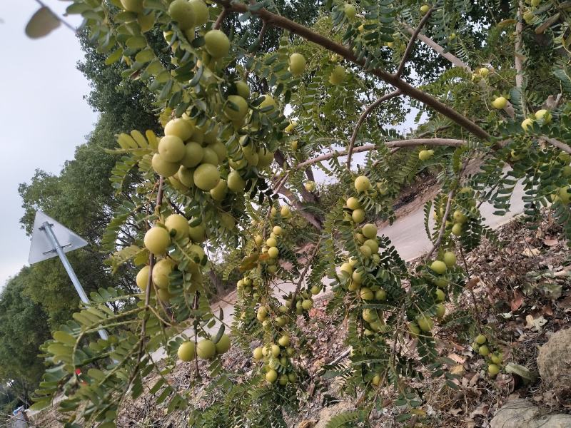 余甘果产地直供大量供应加工厂