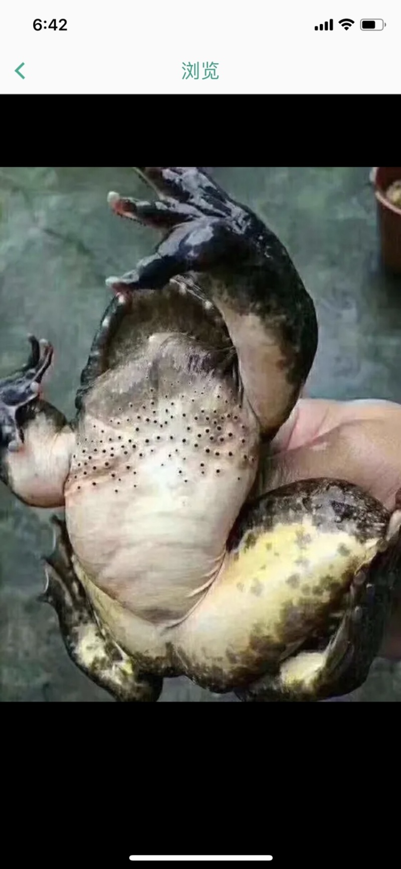 石蛙