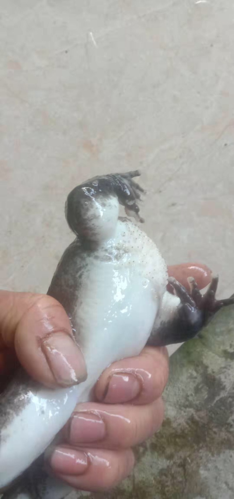 石蛙