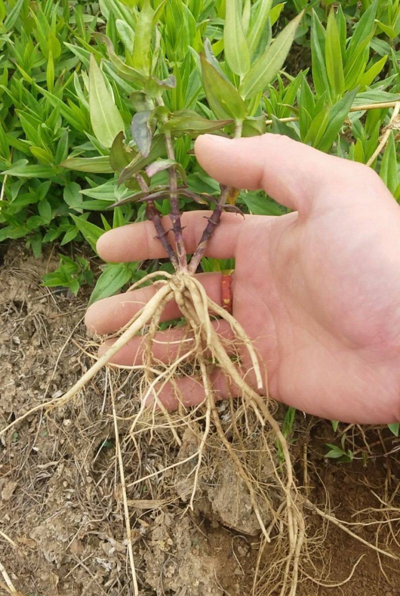 龙胆草种子中药材观花种子草龙胆山龙胆种子可阳台庭院种植