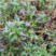 龙胆草种子中药材观花种子草龙胆山龙胆种子可阳台庭院种植