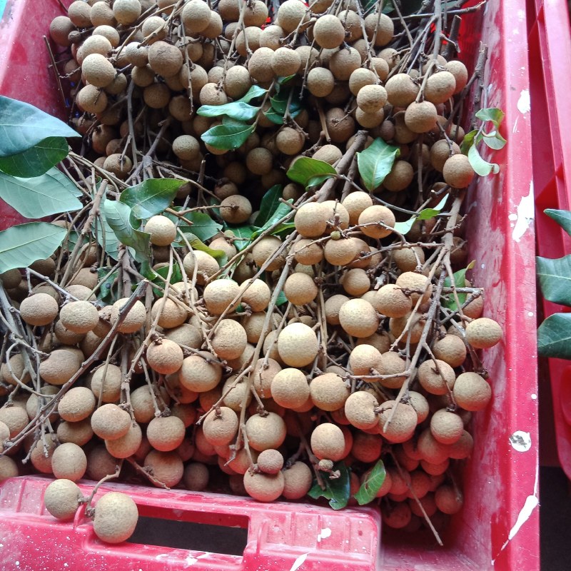 古山二号石硖质优价廉，肉厚脆口甜爽