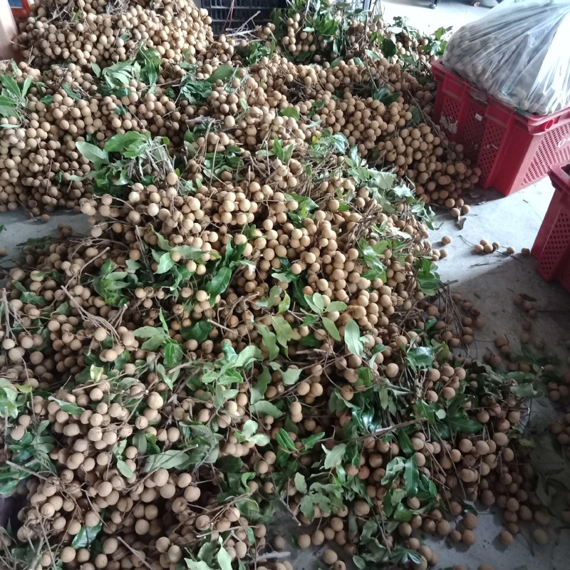 古山二号石硖质优价廉，肉厚脆口甜爽