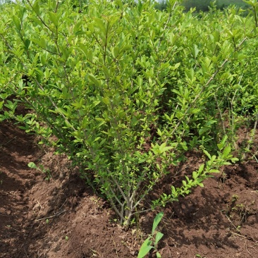 水蜡堆夹值水腊叶片饱满枝条茂盛装杯水蜡小苗