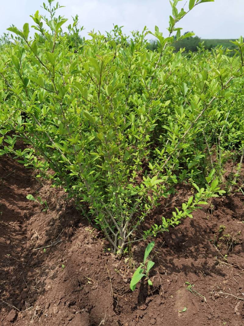 水蜡堆夹值水腊叶片饱满枝条茂盛装杯水蜡小苗