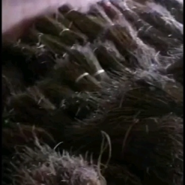 楸树种子