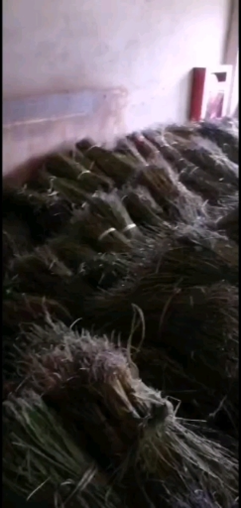 楸树种子
