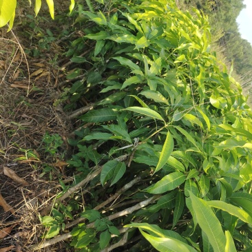 芒果杯苗，台农金煌移植杯苗高度嫁接口25公分以上