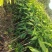 芒果杯苗，台农金煌移植杯苗高度嫁接口25公分以上