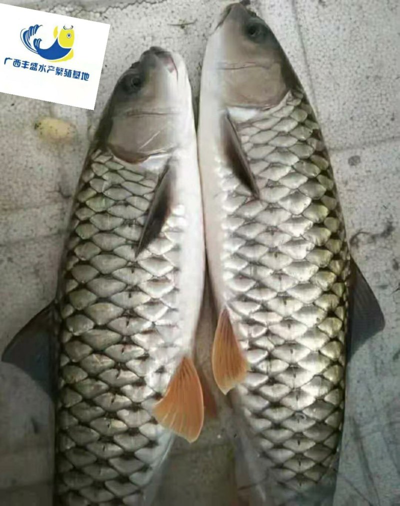 军鱼苗，规格均匀快大，鱼苗直供，技术指导