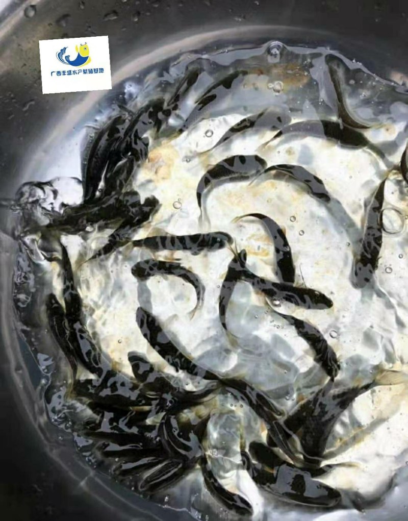 军鱼苗，规格均匀快大，鱼苗直供，技术指导