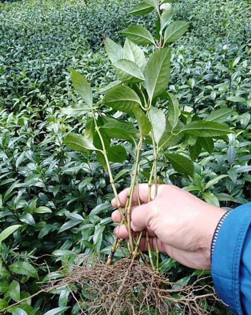 草珊瑚种子肿节风九节风九节茶节骨茶林下经济药材种子草珊瑚
