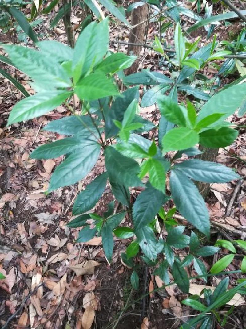 草珊瑚种子肿节风九节风九节茶节骨茶林下经济药材种子草珊瑚