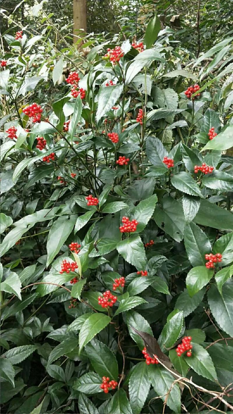 草珊瑚种子肿节风九节风九节茶节骨茶林下经济药材种子草珊瑚