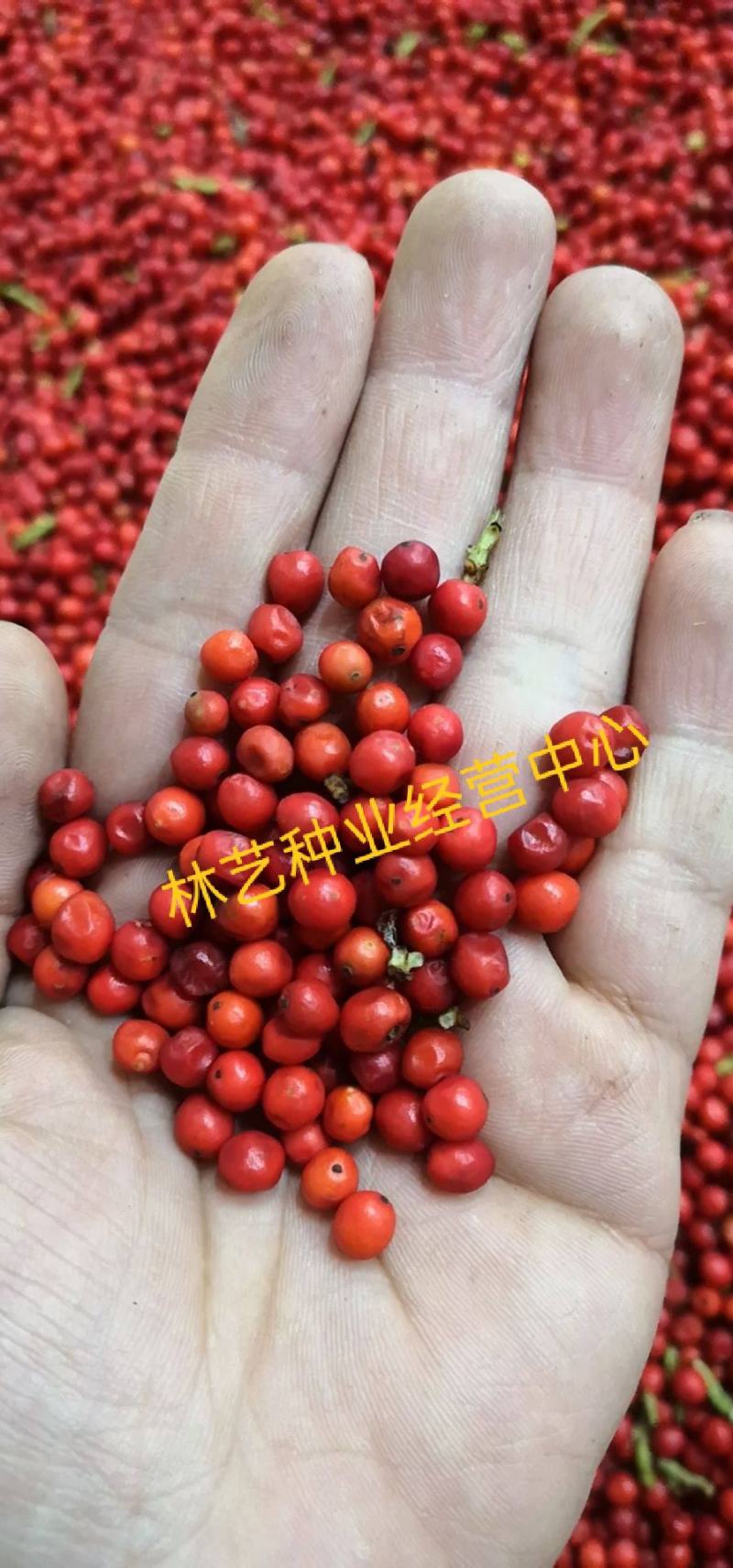 草珊瑚种子肿节风九节风九节茶节骨茶林下经济药材种子草珊瑚
