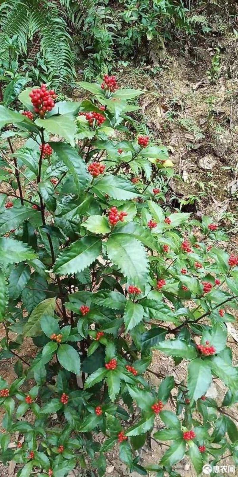 草珊瑚种子肿节风九节风九节茶节骨茶林下经济药材种子草珊瑚