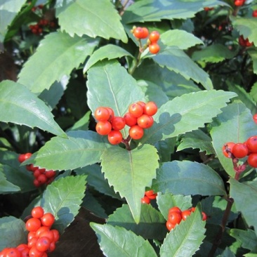 草珊瑚种子肿节风九节风九节茶节骨茶林下经济药材种子草珊瑚