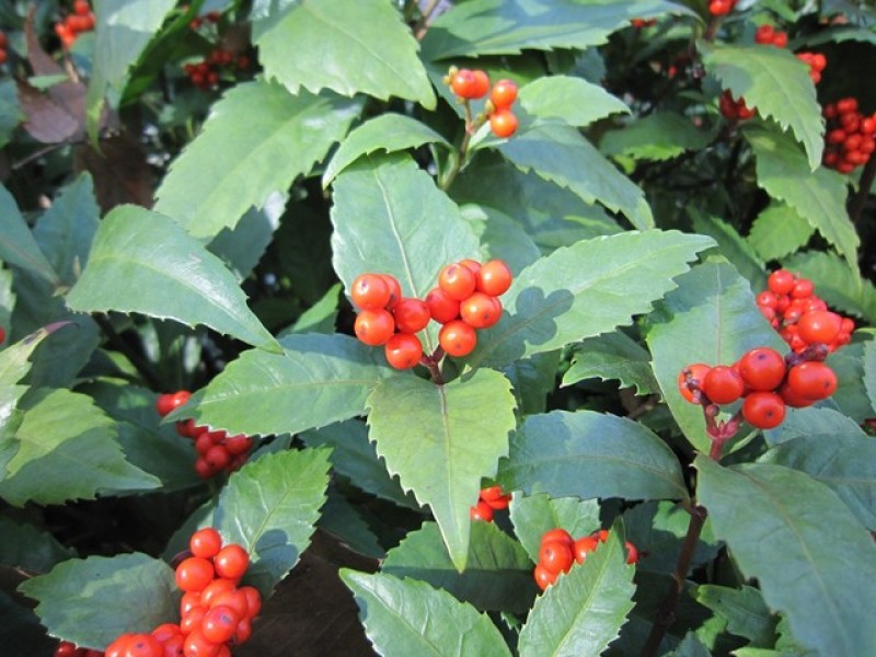 草珊瑚种子肿节风九节风九节茶节骨茶林下经济药材种子草珊瑚
