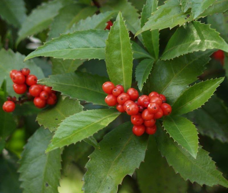 草珊瑚种子肿节风九节风九节茶节骨茶林下经济药材种子草珊瑚