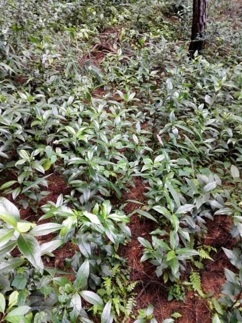 草珊瑚种子肿节风九节风九节茶节骨茶林下经济药材种子草珊瑚
