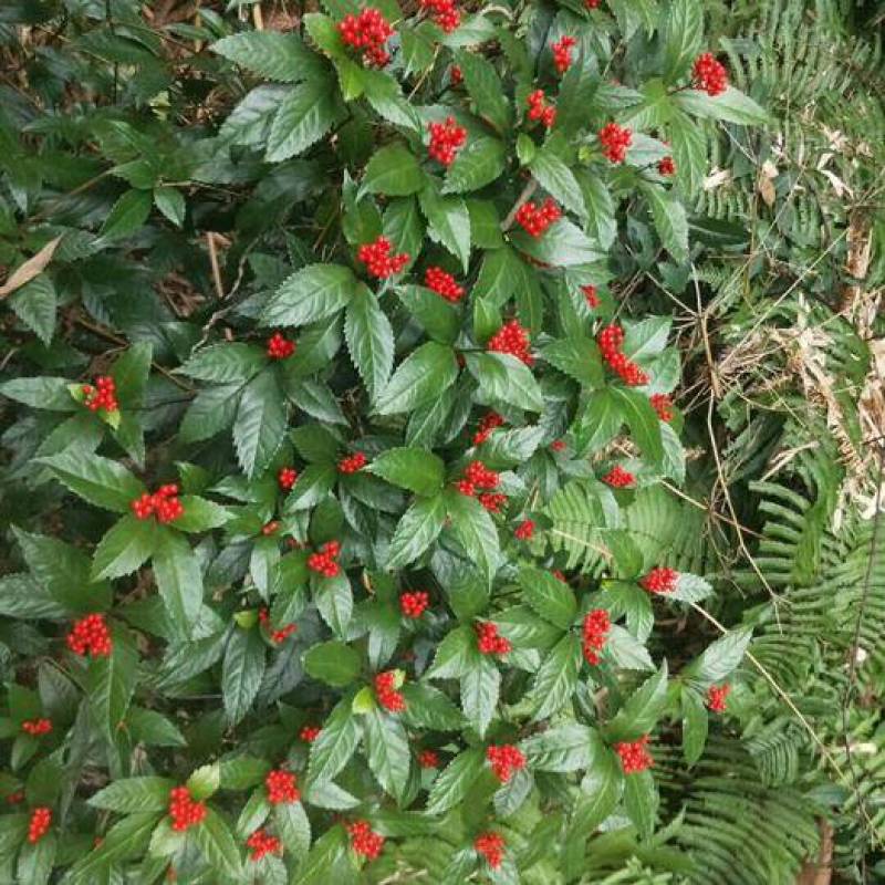 草珊瑚种子肿节风九节风九节茶节骨茶林下经济药材种子草珊瑚