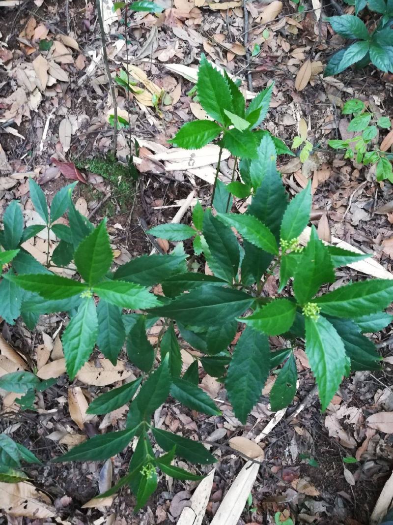 草珊瑚种子肿节风九节风九节茶节骨茶林下经济药材种子草珊瑚