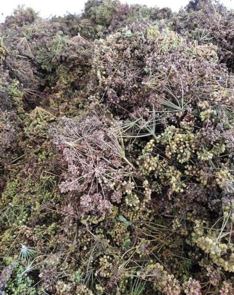 新产羌活种子中药材种子多年生耐寒羌活种子
