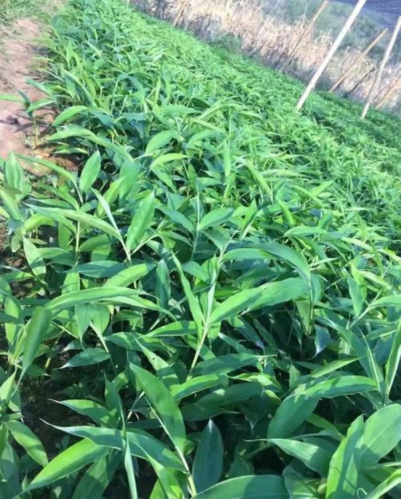 当年采摘砂仁种子新种籽小豆蔻芳香调味料中草药材姜科植物