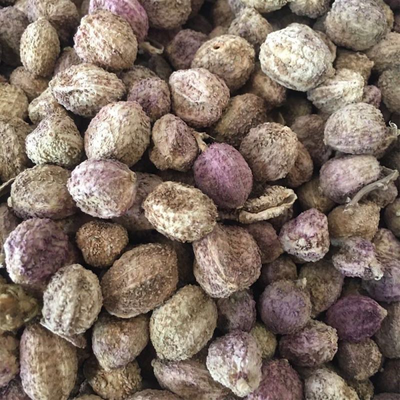 当年采摘砂仁种子新种籽小豆蔻芳香调味料中草药材姜科植物
