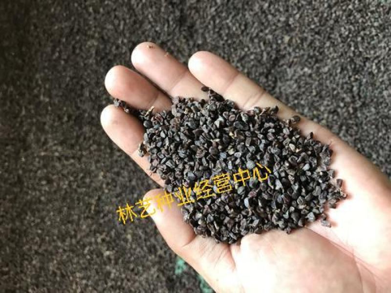 当年采摘砂仁种子新种籽小豆蔻芳香调味料中草药材姜科植物