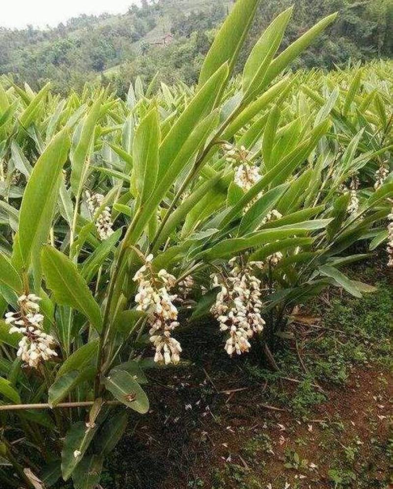 当年采摘砂仁种子新种籽小豆蔻芳香调味料中草药材姜科植物