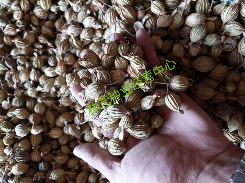当年采摘砂仁种子新种籽小豆蔻芳香调味料中草药材姜科植物