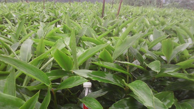 当年采摘砂仁种子新种籽小豆蔻芳香调味料中草药材姜科植物