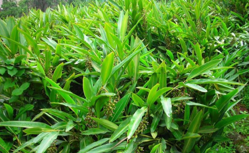 当年采摘砂仁种子新种籽小豆蔻芳香调味料中草药材姜科植物