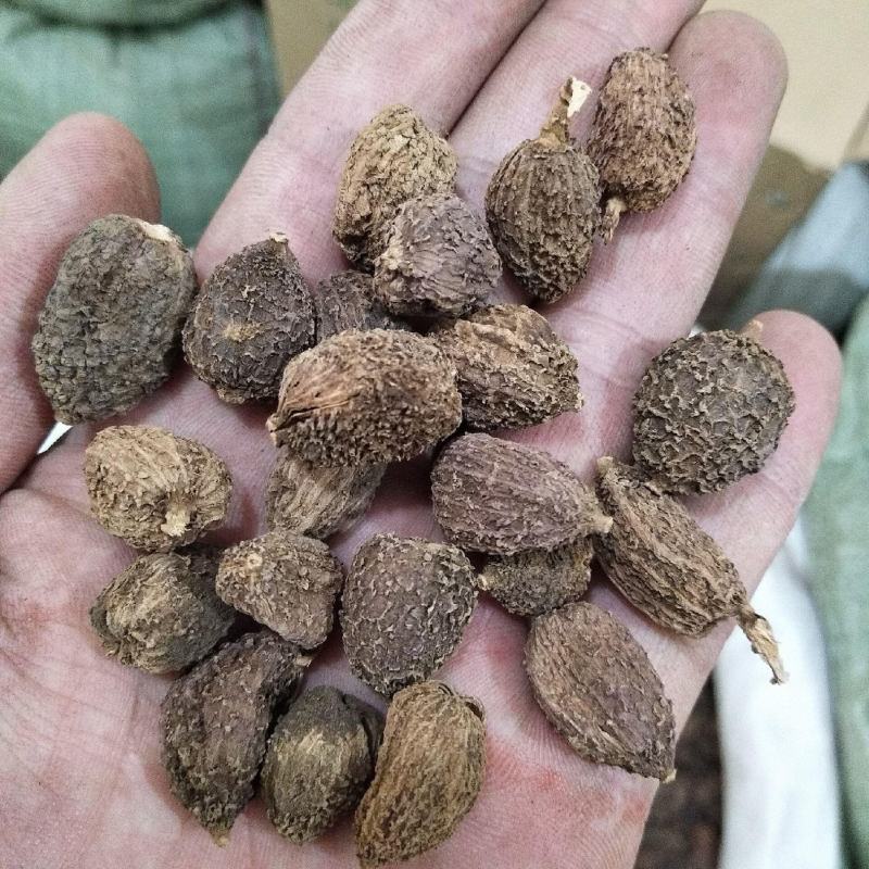 当年采摘砂仁种子新种籽小豆蔻芳香调味料中草药材姜科植物